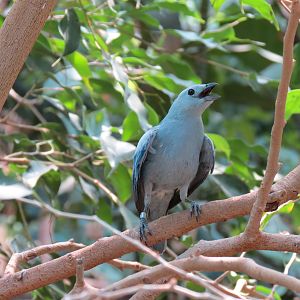 Tropics - Blue-gray Tanager