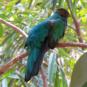 Tropics - Golden-headed Quetzal
