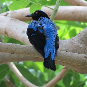 Tropics - Fairy-bluebird