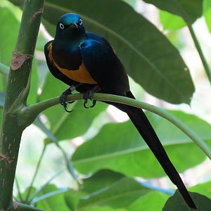 Tropics - Golden-breasted Starling