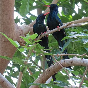 Tropics - Green Wood Hoopoe