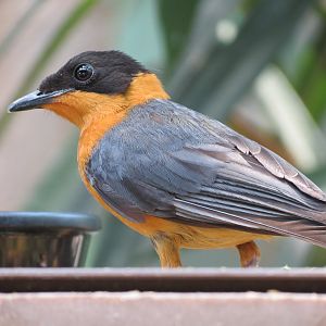 Tropics - Snowy-crowned Robin-chat