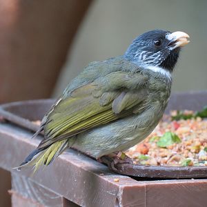 Tropics - Collared Finch-billed Bulbul