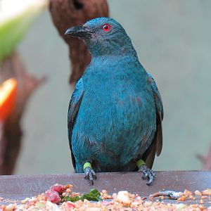 Tropics - Fairy-bluebird