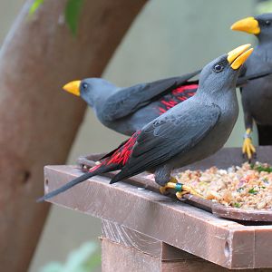 Tropics - Grosbeak Starling