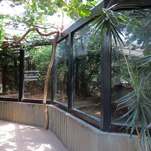 Tropics - Broad Snouted Caiman Exhibit