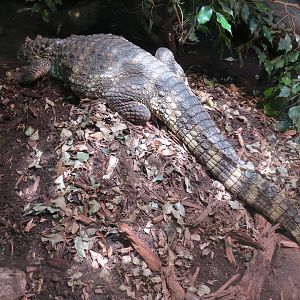 Tropics - Broad Snouted Caiman Exhibit