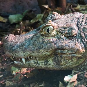 Tropics - Broad Snouted Caiman Exhibit