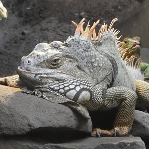 Green Iguana (Iguana iguana) and Chinese Water Dragon (Physignathus cocincinus)