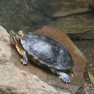 Red-Eared Slider (Trachemys scripta elegans)