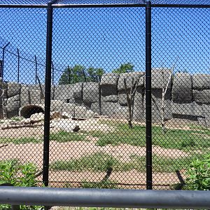 Kodiak Bear exhibit #2 (first half) - JP Adler Kodiak Bear exhibit (New in 2015) - Wildwood Zoo