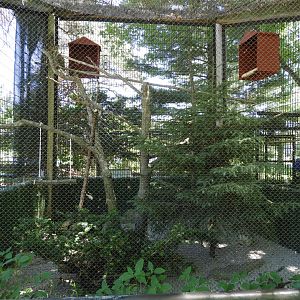 Great Horned Owl exhibit - Wildwood Zoo