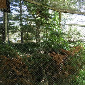 Red-Tailed Hawk exhibit - Wildwood Zoo