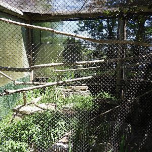 Peregrine Falcon exhibit - Wildwood Zoo
