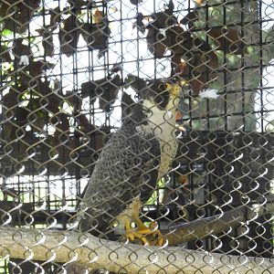 Peregrine Falcon (Falco peregrinus)