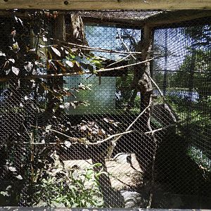 Eastern Screech-Owl exhibit - Wildwood Zoo