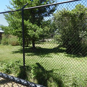 Sandhill Crane exhibit (second half) - Wildwood Zoo