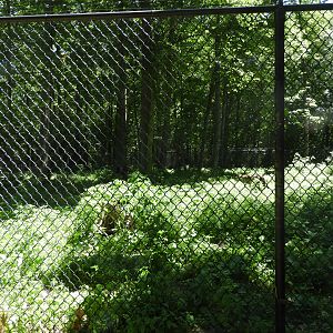 Gray Wolf exhibit (second fourth) - Wildwood Zoo