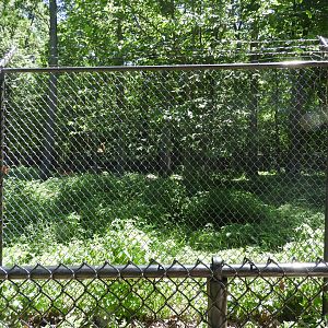 Gray Wolf exhibit (third fourth) - Wildwood Zoo
