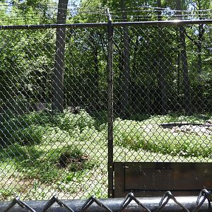 Gray Wolf exhibit (fourth fourth) - Wildwood Zoo