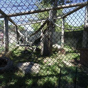 Arctic Fox/Gray Fox exhibit - Wildwood Zoo