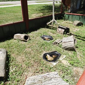 Ornate Box Turtle exhibit (New in 2017) - Wildwood Zoo