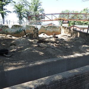 Black-Tailed Prairie Dog exhibit + Bear Bridge - Wildwood Zoo