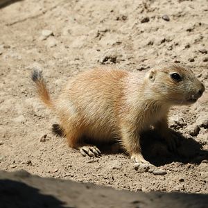 Black-Tailed Prairie Dog (Cynomys ludovicianus) pup