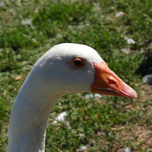 Domestic Greylag Goose (Anser anser domesticus)