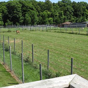 American Elk exhibit #1 (fourth fourth) - Zoo Drive - Wildwood Zoo