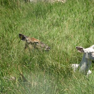 White-Tailed Deer (Odocoileus virginianus), including one albino