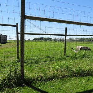White-Tailed Deer exhibit #2 - Zoo Drive - Wildwood Zoo
