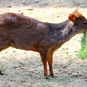 Pudu; Hamerton; 7th July 2018