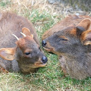 Pudu: Hamerton; 7th July 2018