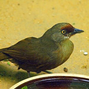 Rufous-fronted Laughing thrush