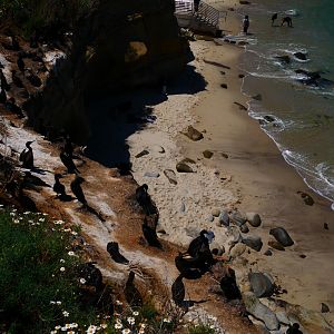 La Jolla Cove - My First US Zoo Trip