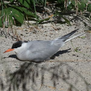 Common Tern