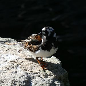 Ruddy Turnstone