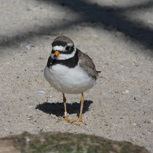 Common Ringed Plover