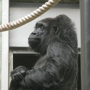 Fatou the Western Lowland Gorilla