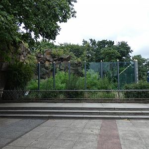 American Black Bear Enclosure