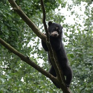Spectacled Bear cub