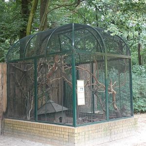 Degu and Brazilian Guinea Pig enclosure