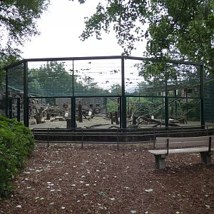 Southern Pig-tailed Macaque Enclosure