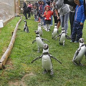 Paul & Lynsey's Zoo Tour #70 Heythrop Zoological Gardens - YouTube