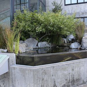 tidal plants exhibit