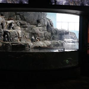 african penguin exhibit