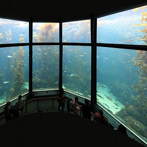 kelp forest tank