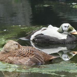 Spectacled Eider
