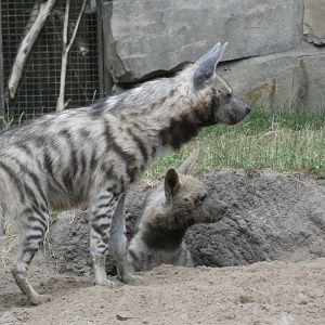 Arabian Striped Hyena